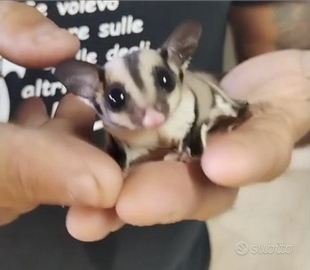 Petauri dello zucchero piccolini molto docili