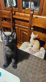 Cuccioli di gatto