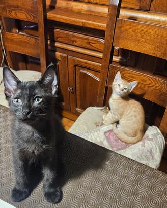 Cuccioli di gatto