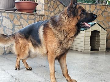 Pastore Tedesco originale per accoppiamento