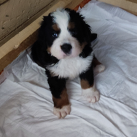 Cucciole bovaro del bernese pedigree