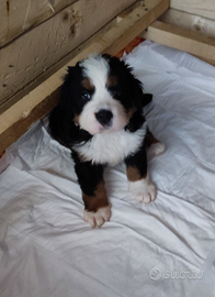 Cucciole bovaro del bernese pedigree