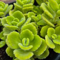 piantine di origano cubano 