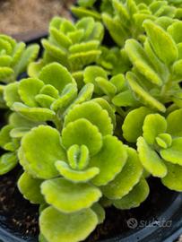 piantine di origano cubano 