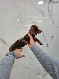 Bassotto arlecchino femmina con pedigree