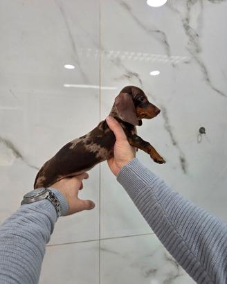 Bassotto arlecchino femmina con pedigree