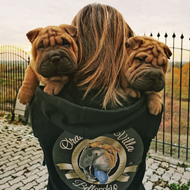 Cuccioli Shar Pei con Pedigree