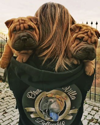 Cuccioli Shar Pei con Pedigree