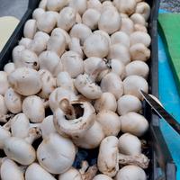 Aiuto cucina esperto