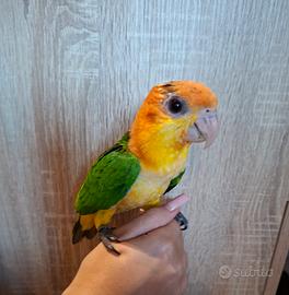 Caicco testa gialla