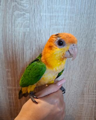 Caicco testa gialla