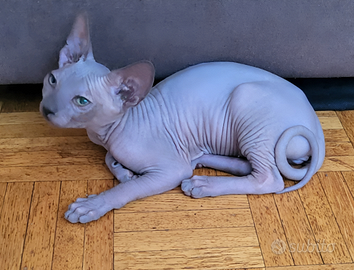 Sphynx femmina di 4 mesi