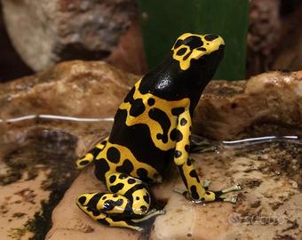 Dendrobates Leucomelas (Rana Freccia)