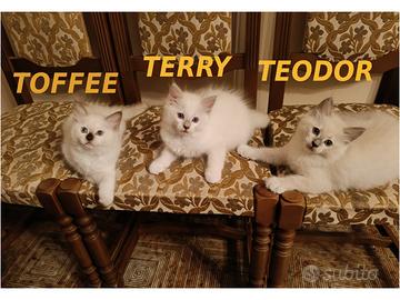 Prenotazione Gattini di Razza Ragdoll con Pedigree