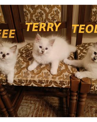 Prenotazione Gattini di Razza Ragdoll con Pedigree