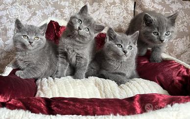 Cuccioli razza certosino