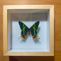 Farfalla Urania Ripheus con teca