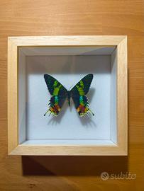 Farfalla Urania Ripheus con teca