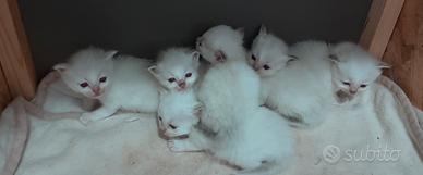 Cuccioli Gatto Sacro di Birmania