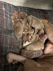 Cuccioli pitbull