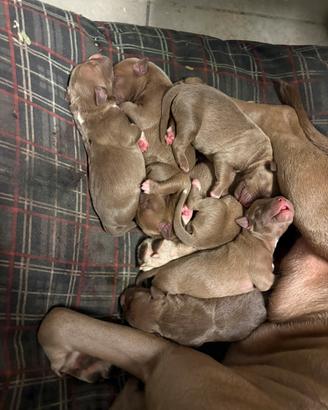 Cuccioli pitbull