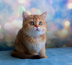 British Shorthair Pedigree