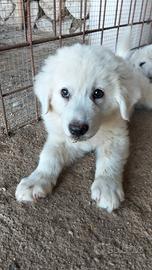 cuccioli di pastore maremmano 