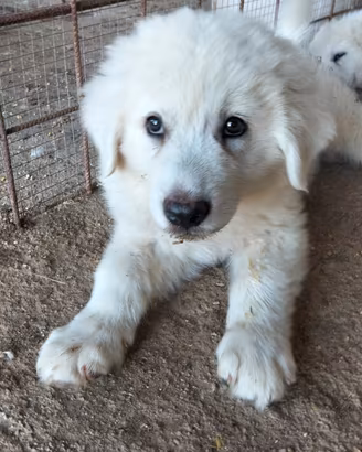 cuccioli di pastore maremmano 