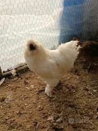 Gallo Moroseta