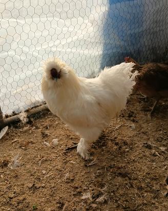 Gallo Moroseta