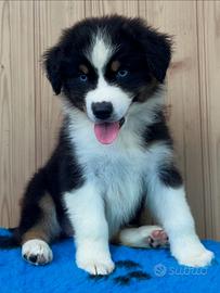 Cucciola pastore australiano o Australian shepherd