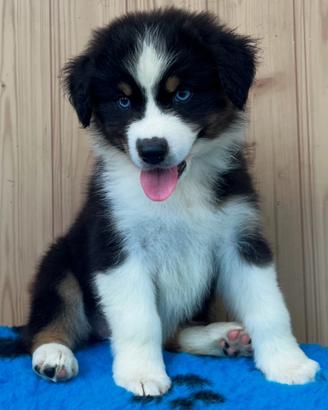 Cucciola pastore australiano o Australian shepherd