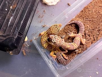 Geco leopardino baby