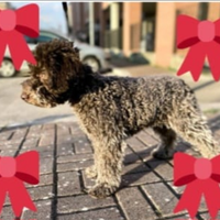 Cuccioli Lagotto romagnolo pedigree fest Natalizie