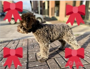 Cuccioli Lagotto romagnolo pedigree fest Natalizie