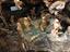 Immagine 6