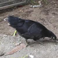 Polli Cemani