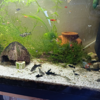 Pesci acquario tropicale