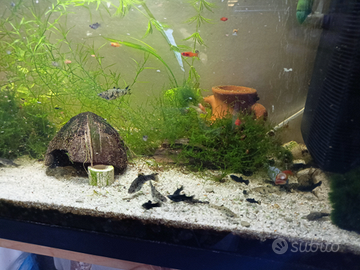 Pesci acquario tropicale