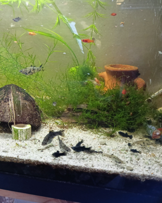 Pesci acquario tropicale