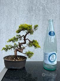 Bonsai di ginepro hitoigawa