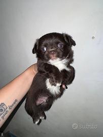 Chihuahua choco maschio