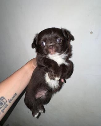 Chihuahua choco maschio
