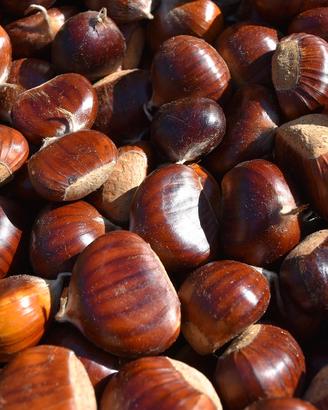 castagne 