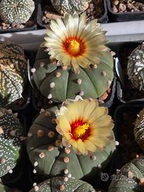 Astrophytum Asterias