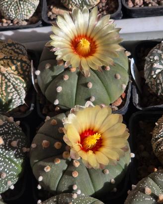 Astrophytum Asterias