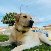 Labrador maschio per monta con pedigree