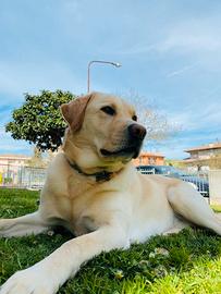 Labrador maschio per monta con pedigree