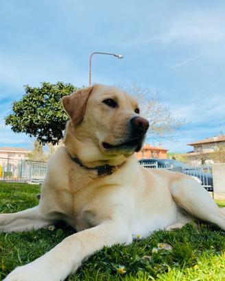 Labrador maschio per monta con pedigree