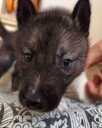 Cuccioli Siberian Husky con Pedigree